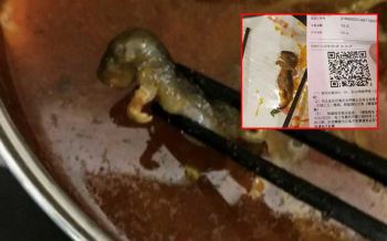 อ้วกแทบพุ่ง! เจอหนูตายในน้ำซุป ที่ร้านหม้อไฟดังในจีน
