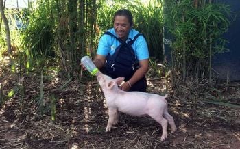 ไม่แปลกแต่จริง! \'ลูกหมูกินนมขวด\'เหมือนทารก ชอบเต้นตามจังหวะเพลง (ชมคลิป)