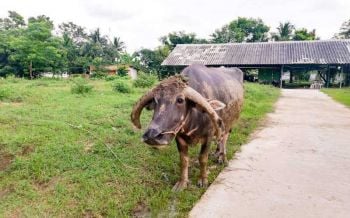 \'บ้านควาย\' วิถีชุมชนแหล่งท่องเที่ยวเชิงอนุรักษ์เมืองสุพรรณบุรี