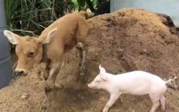 คลิป สมานฉันท์! 2 เกลอ \'ถุงเงิน-บุญรอด\' เพื่อนรักต่างสายพันธุ์