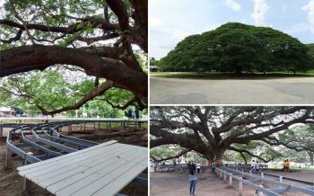 หมดกัน! ชาวเน็ตบ่นสร้างสะพานปูนรอบต้นจามจุรียักษ์ ชี้เป็นธรรมชาติก็ดีอยู่แล้ว