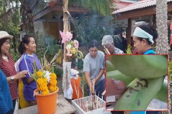 คลิป คอหวยแห่ขอเลขต้นกล้วยประหลาด หลวงพ่อเตือนอย่างมงายก็ไม่เชื่อ