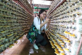 สามพรานโมเดลจัดทริปพิเศษ  ‘ครบเครื่องเรื่องเห็ดอินทรีย์’