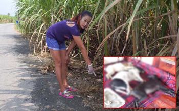 กรี๊ดคนใจร้าย! สาวใหญ่นครปฐมโวย\'หมา-แมว\'ถูกวางยาตายแล้วกว่า 30 ตัว