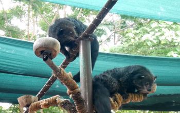 รู้จัก\'หมีขอ\'สัตว์หายากที่ใกล้สูญพันธุ์ เหยื่อของการ\'ล่า\' (ชมคลิป)