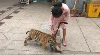 ไม่ใช่ลูกเจ้าของสวนสัตว์ทำไม่ได้! สาวน้อยจูง\'ลูกเสือ\'เดินเล่นสุดน่ารัก (ชมคลิป)