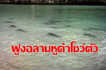 \'ฝูงฉลามหูดำ\' นับสิบตัว ยังแหวกว่ายโชว์ตัวหน้าอ่าวมาหยา