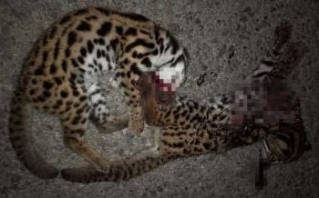 สุดเศร้า! แม่ลูกแมวดาวสังเวยชีวิตกลางถนนหน้าด่านเขาใหญ่