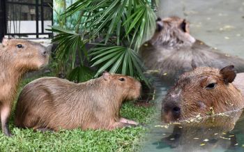 ชมความน่ารัก!หนูยักษ์คาปิบาร่า ย้ายจากเขาดินอยู่บ้านใหม่ที่สวนสัตว์เปิดเขาเขียว