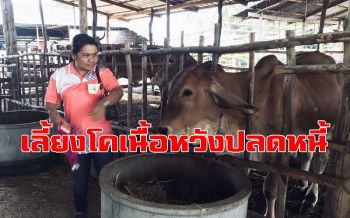 คลิป เกษตรกรสุรินทร์รวมกลุ่มเลี้ยงโคเนื้อหวังปลดหนี้