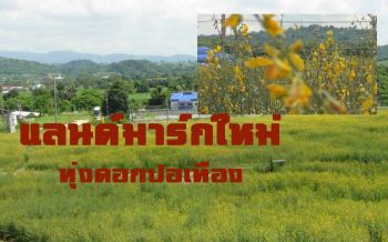 แลนด์มาร์กใหม่! ‘ทุ่งดอกปอเทือง’บานสะพรั่งเหลืองอร่ามกว่า30ไร่