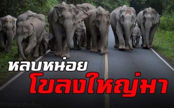 เปิดคลิปแสนน่ารัก\'ช้างโขลงใหญ่\' ออกมาเดินเล่นรับลมหนาวบนเขาใหญ่