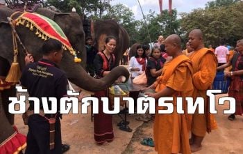 คลิป ช้างสุรินทร์แสนรู้19เชือกร่วมทำบุญตักบาตรเทโวฯ