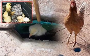 ที่ตักปลาช่วยชีวิต! 2ลูกเจี๊ยบตกท่อระบายน้ำ แม่ไก่เดินวนเวียนร้องเรียกหาลูก (ชมคลิป)