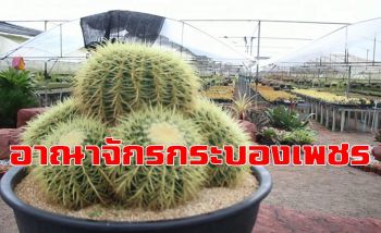 เปิดอาณาจักรกระบองเพชรหลากสายพันธุ์ใน Secret Space ราชบุรีแหล่งเที่ยวใหม่ (ชมคลิป)