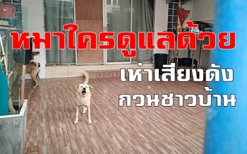 โวยเพื่อนบ้านขังสุนัขไว้ไม่ดูแล เห่าส่งเสียงดังรบกวนจนนอนไม่หลับ