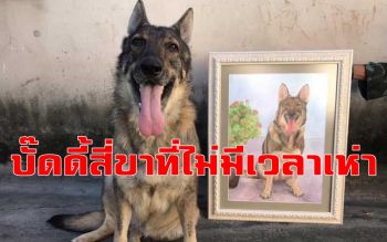 ประเทศเรามี! \'บั๊ดดี้สี่ขา\' พิทักษ์แผ่นดินปลายด้ามขวาน \'ที่ไม่มีเวลาเห่า-กัดใคร\'