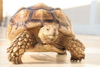 รวมสัตว์ขนฟูหลายสายพันธุ์จากทั่วโลก และสัตว์แปลกหาชมยาก ในงาน Rayong Pet Lover
