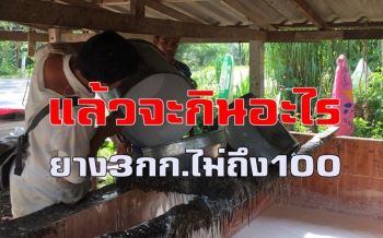 ชาวทุ่งใหญ่ครวญ! ราคายางพาราดิ่งลงเหว 3 กิโลกรัมไม่ถึง 100 บาท (ชมคลิป)
