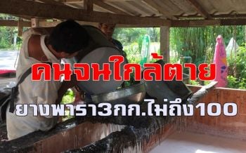 คลิป คนจนใกล้อดตาย! ราคายางพาราดิ่งลงเหว 3 กิโลกรัมไม่ถึง 100