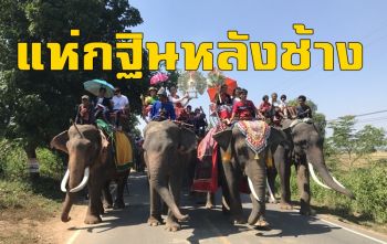 พุทธศาสนิกชนชาวสุรินทร์ร่วมงานบุญทอดกฐินบนหลังช้าง 80 เชือก (ชมคลิป)