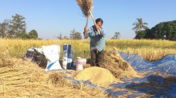 \'นวดข้าวแบบโบราณ-วิถีชีวิตดั่งเดิม\' ยังมีให้เห็นที่สุรินทร์ (ชมคลิป)