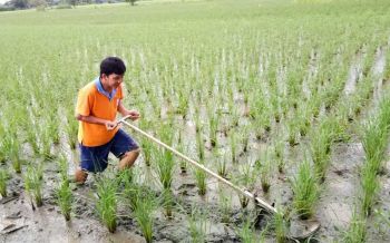 รักษาแชมป์ส่งออก! กษ.สั่งเร่งวิจัยพัฒนา\'ข้าวหอมมะลิไทย\' หลังเจอคู่แข่งเบียดตลาดโลก