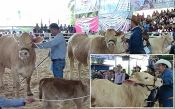 บุรีรัมย์จัดประกวด\'โคบราห์มัน\'ชิงถ้วยพระราชทานฯ \'เจ้าไดม่อน\'คว้าแชมป์รุ่นโตเต็มวัย