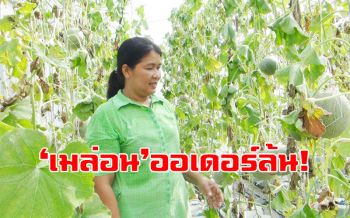 ชาวมาบตาพุดร่วมตัวปลูก\'เมล่อน ปลอดสารพิษ\'หวาน ฉ่ำ เนื้อนุ่มลูกค้าสั่งจองแน่น