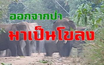 คลิป เตือนชาวสวนยางทองผาภูมิระวัง! ช้างป่าห้วยเขย่งบุกตอนกลางคืน