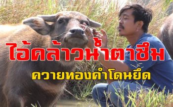 \'ไอ้คล้าว2018\' น้ำตาซึม ตร.คันนายาวยึด \'ควายทองคำ\' เข้า กทม.