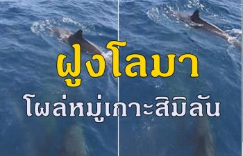 นักท่องเที่ยวเฮ! พบฝูงโลมาโผล่ว่ายน้ำโชว์กลางทะเลหมู่เกาะสิมิลัน