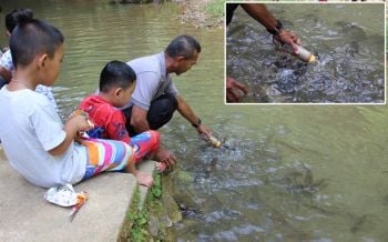 น่าทึ่งแสนรู้! ฝูง\'ปลาพลวง\'วนอุทยานน้ำตกรามัญ กินอาหารเม็ดผสมน้ำจากขวดนม
