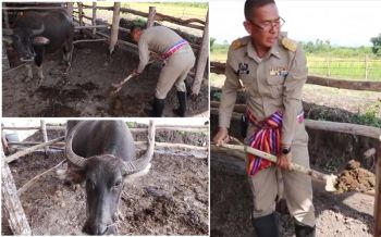 ผู้นำลูกทุ่ง! \'ผู้ว่าฯเลย\'สายลุย! ตักขี้ควาย \'ทองคำแห่งท้องทุ่ง\' (ชมคลิป)