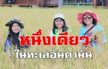 \'ข้าวหอมมะลิเกาะยาว\' แหล่งผลิตข้าวใหญ่สุดบนเกาะกลางทะเลอันดามัน