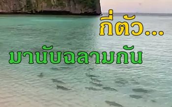 อ่าวมาหยาเปลี่ยนไปมาก ฝูงฉลามหูดำแหวกว่ายเต็มพื้นที่อ่าว