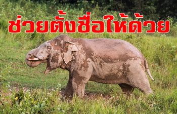 \'อุทยานแห่งชาติเขาใหญ่\' ชวนนักอนุรักษ์-ปชช.ตั้งชื่อช้างป่าตัวใหม่ \'หางด้วน\'