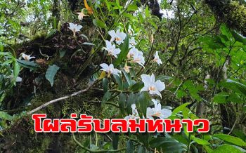 โผล่รับลมหนาว! ตื่นตาดอกไม้นานาพันธุ์บนยอด‘ดอยเชียงดาว’