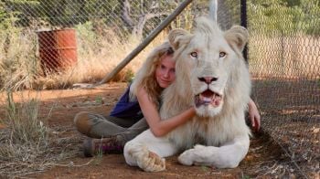 เด็กผู้หญิง-สิงโตขาว”  ทำไมถึงซี้กันได้ ตามไปดูใน Mia and the White Lion