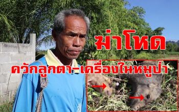 โหด! หมูป่าเลี้ยงไว้ถูกควักลูกตา-เครื่องในตายในคอก เชื่อฝีมือหมาไน