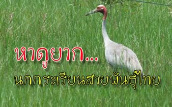 ชวนดู \'นกกระเรียนพันธุ์ไทย\' ท่ามกลางทุ่งนาเมืองบุรีรัมย์