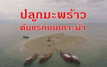 \'ชาวเกาะคอเขา\' ร่วมใจปลูกต้นมะพร้าวต้นแรกบนเกาะผ้าหลังถูกสึนามิถล่ม