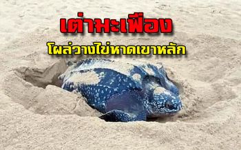 ของขวัญปีใหม่คนรักทะเล! ‘เต่ามะเฟือง’หายากสุดในไทยโผล่วางไข่หาดเขาหลัก‘พังงา’
