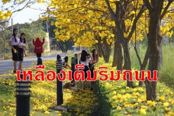 \'ดอกเหลืองเชียงราย\' บานสะพรั่งอวดความงามใน ม.ราชภัฏพิบูลสงคราม