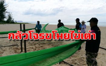 จนท.เร่งปรับปรุงจุดฟักไข่เต่ามะเฟืองให้ใกล้เคียงธรรมชาติมากที่สุด