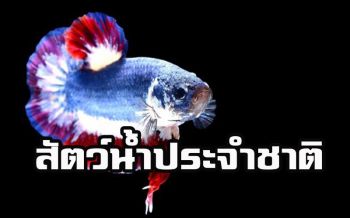 ‘ปลากัด’สัตว์ประจำชาติ  กรมประมงจ่อชงเข้าครม.