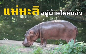 ฮิปโป \'แม่มะลิ\' ดาวเด่นเขาดินถึงบ้านใหม่สวนสัตว์เปิดเขาเขียวแล้ว