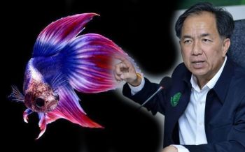 กฤษฏาจี้ปลัดเกษตรฯ-อธิบดีประมง เร่งชง‘ปลากัด’เป็นสัตว์น้ำประจำชาติเข้าครม.