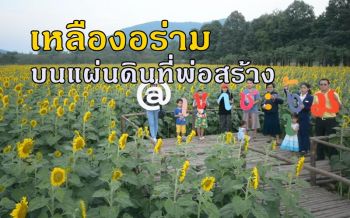 \'ดอกทานตะวัน\' เหลืองอร่ามนับร้อยไร่ท่ามกลางขุนเขาชะงุ้มแผ่นดินที่ \'พ่อสร้าง\'