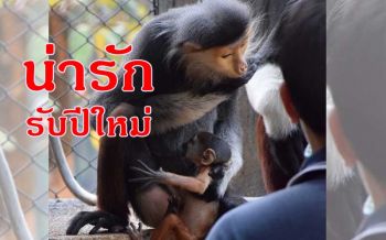 สวนสัตว์โคราชให้กำเนิดสมาชิกใหม่ \'ลูกค่างห้าสี\' เพิ่งเกิดมาลืมตาดูโลก